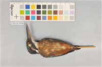 藏品(翠鳥)的圖片